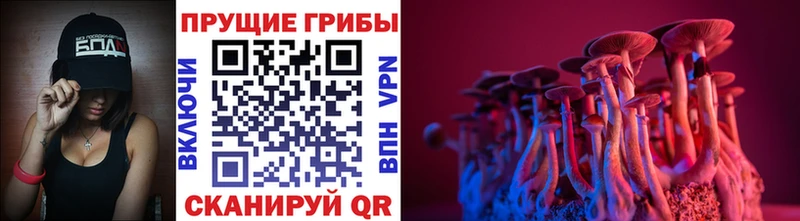 где можно купить   Южно-Сухокумск  Галлюциногенные грибы GOLDEN TEACHER 